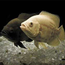 Important Things To Keep In Mind While Choosing Your Fish